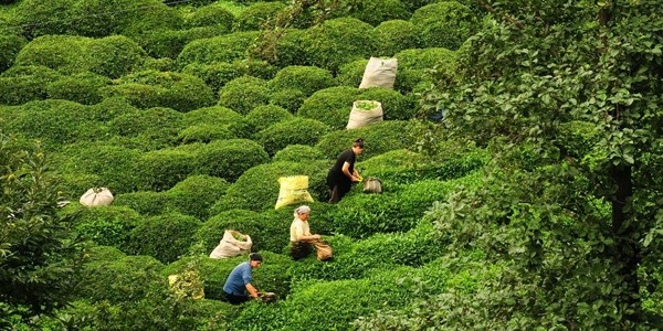 Yeşil Artvin İzmir'e geldi