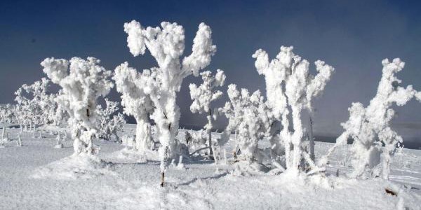 Çaldıran'da ağaçlar buz tuttu