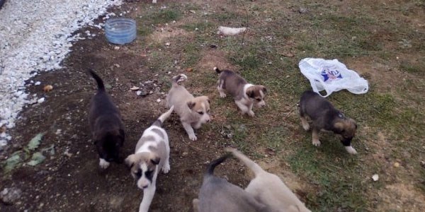 Yavru köpekleri ölüme terk ettiler