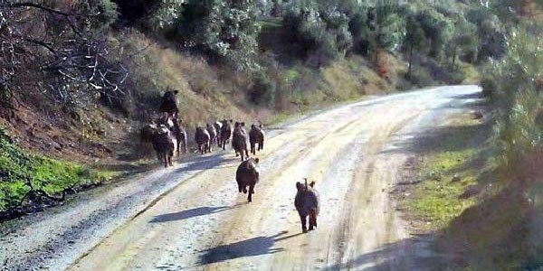 Dikkat, domuz çıkabilir