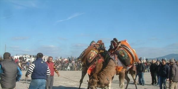 Karaağaç'ta Deve Güreşi Festivali