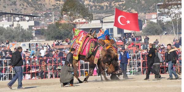 Buharkent'te deve güreşlerini 10 bin kişi izledi