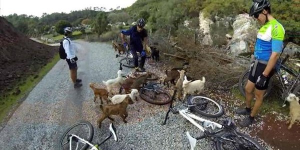 Oğlaklar yolu kapattı bisikletçiler keyifli anlar yaşadı