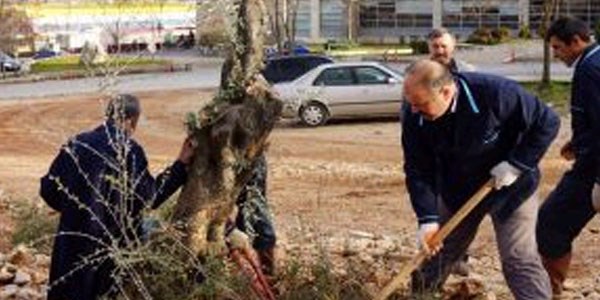Kampüs içine anıt zeytin ağacı dikildi