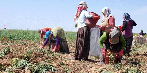 150 ton patates 5 lira olmayı bekliyor
