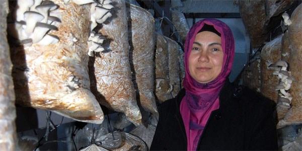 İstiridye mantarından 3 ayda 10 bin lira kazandı