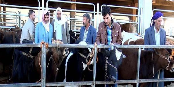 Şanlıurfa'da besicilerden 'küpe' eylemi