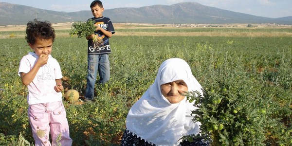Kütahya nohut üretiminde Ege'nin ikincisi