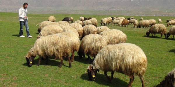 Üç bin lira ücretle çoban bulamıyorlar
