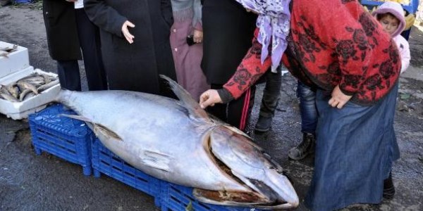 Pazardaki 2 metrelik orkinosa yoğun ilgi