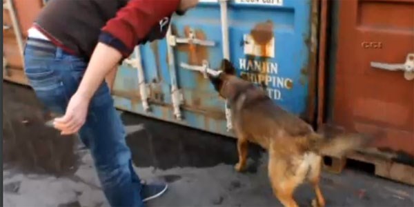 Dedektör köpek 1,5 milyon kaçak sigara yakalattı