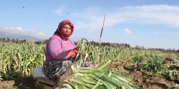 Pırasa bu yıl da sevindirdi
