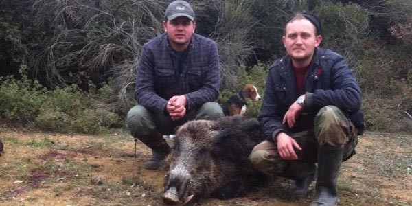 Orhangazili avclar 250 kiloluk domuz avlad