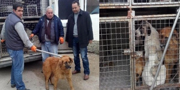 Kırıkkale'de sokak hayvanları kısırlaştırılıyor