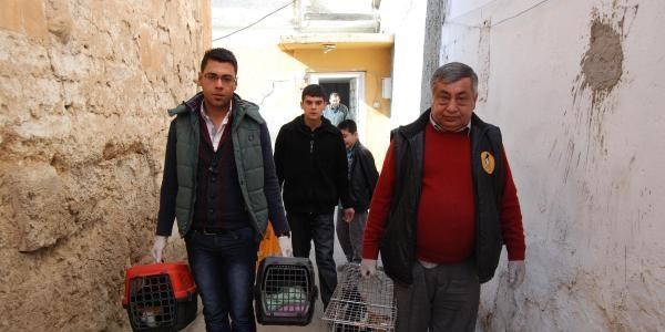 Sokak kedilerini barınağa götürdüler