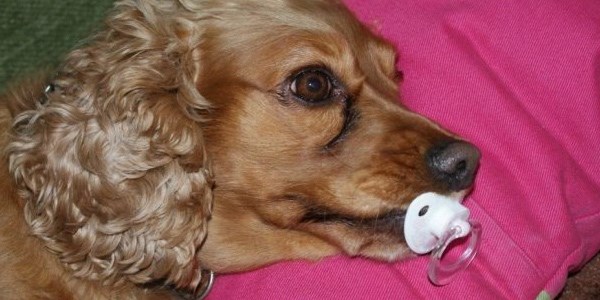 Bu köpek kendini bebek zannediyor