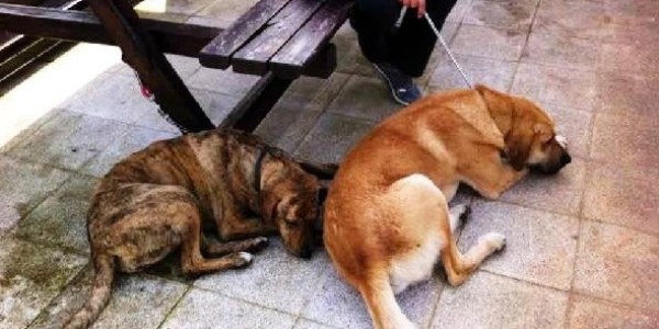 Köpekleri zehirli kıymayla öldürdüler