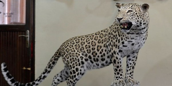 Diyarbakır'da öldürülen leopar dolduruldu