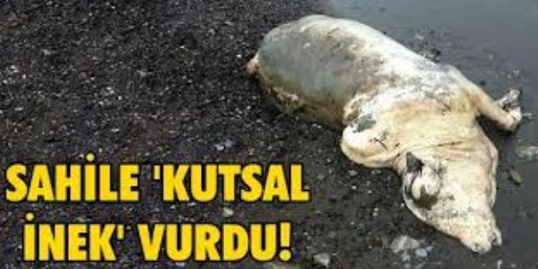 Marmaris'te sahile 'kutsal inek' vurdu