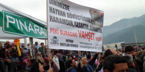 Deve güreşlerinde hayvan hakları protestosu