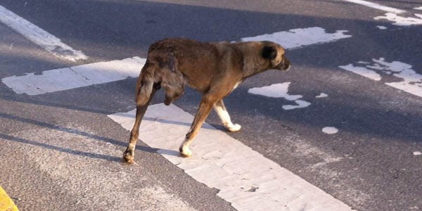 Üç ayaklı köpek görenleri şaşırtıyor