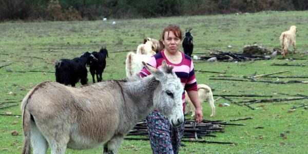 Çoban Emel, sokak hayvanları için barınak yaptı