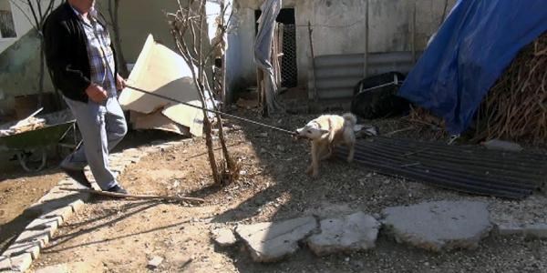 Kümese giren köpeği çıkarma operasyonu