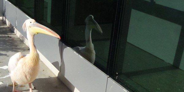 Zonguldak'ta aynaya bakan pelikan ilgi odağı oluyor