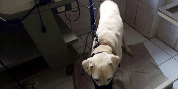 'Neden eşyaya değil de köpeğe haciz'