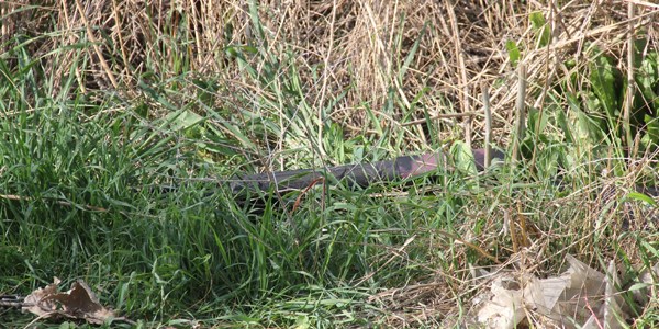 Adana'da piknik alannda pompal tfek bulundu