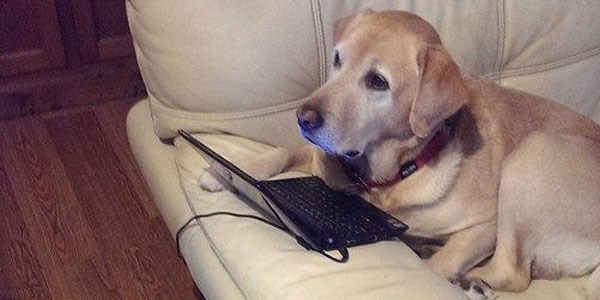 Mahkeme köpeğin dilekçesini kabul etti!