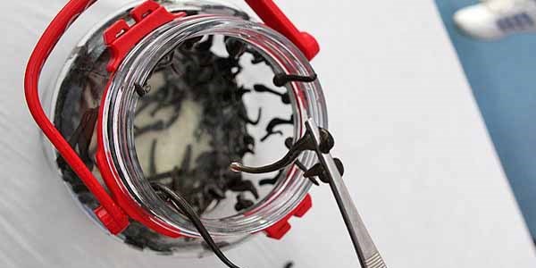 Tıbbi sülüğün kilogramı bin doları buluyor