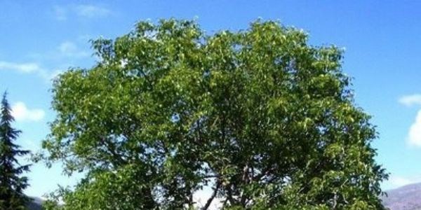 Ceviz ağacının dibine oturulmaz mı?