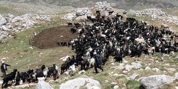 Çoban değil 'Sürü yönetimi elamanı'