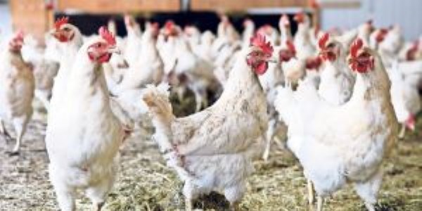 Gönül rahatlığıyla tavuk yiyeceğiz