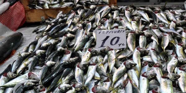 Balık fiyatları tavan yaptı