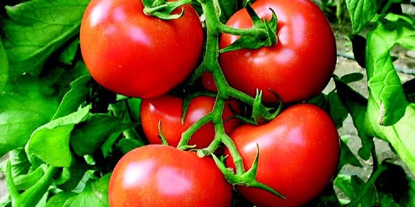 Sebze ihracatnn lokomotifi 'domates' oldu