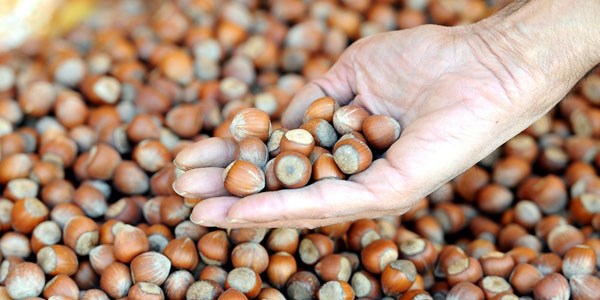 Bunamaya karşı fındık tüketilmeli