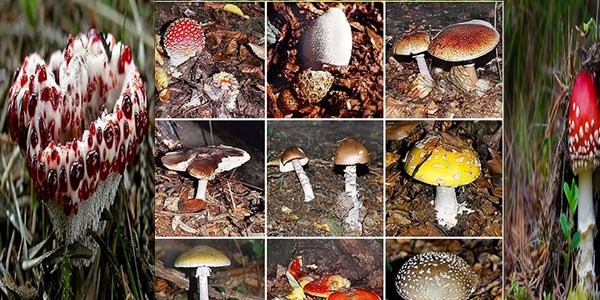 Mantar zehirlenmelerine dikkat!