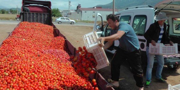 İstanbul'da kilosu 3 TL, Fethiye'de kasası 1.50 TL