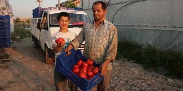 Domatesin kasası 10 kuruşa düştü