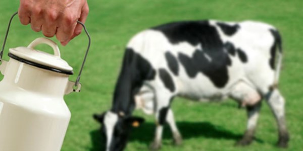 Hareketsiz ineğin sütü bile zararlı