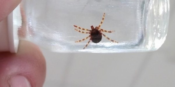 Kene tarafından ısırılan kadın hastaneye kaldırıldı