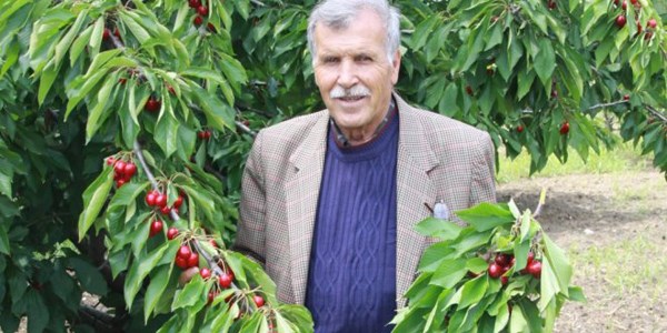 Zamansız yağışlar kiraza yaramadı
