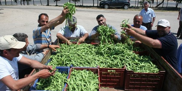 Turfanda fasulye 5 liradan 2 liraya düştü