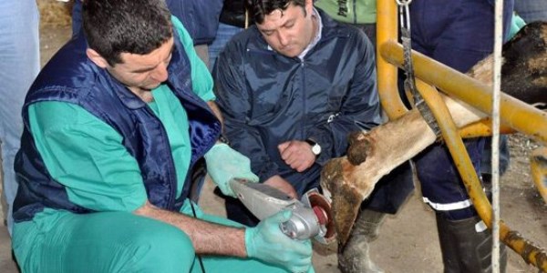 750 veterinere uygulamalı eğitim verilecek