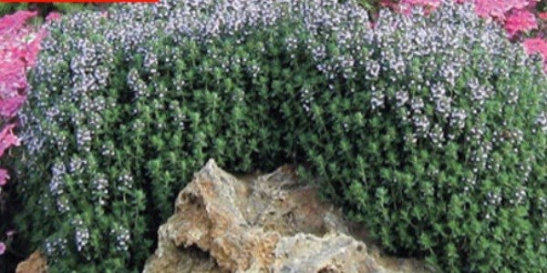 Endemik bitki kaçırana 2 yıl hapis yolda