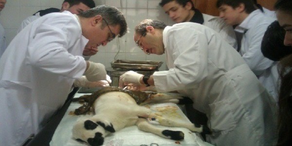 MEB'in ilk hayvan hastanesi alyor