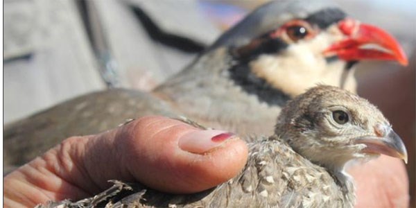 81 bin 500 kanatlı yaban hayvanı tabiata salınacak