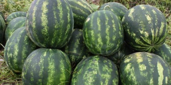 Kabak aşısı karpuzun hem fiyatını, hem kalitesini düşürdü